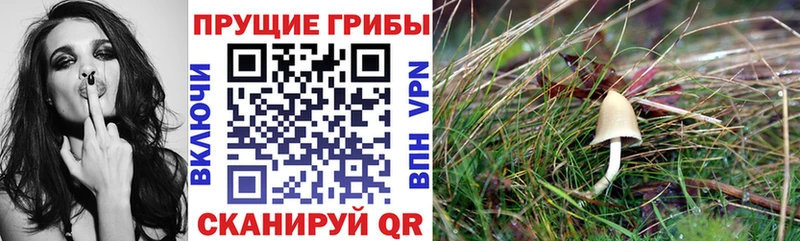 Псилоцибиновые грибы GOLDEN TEACHER  Королёв 
